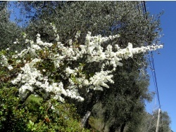 Photo faune et flore, Cervione - Un arbuste qui fleurit dans le printemps (4)