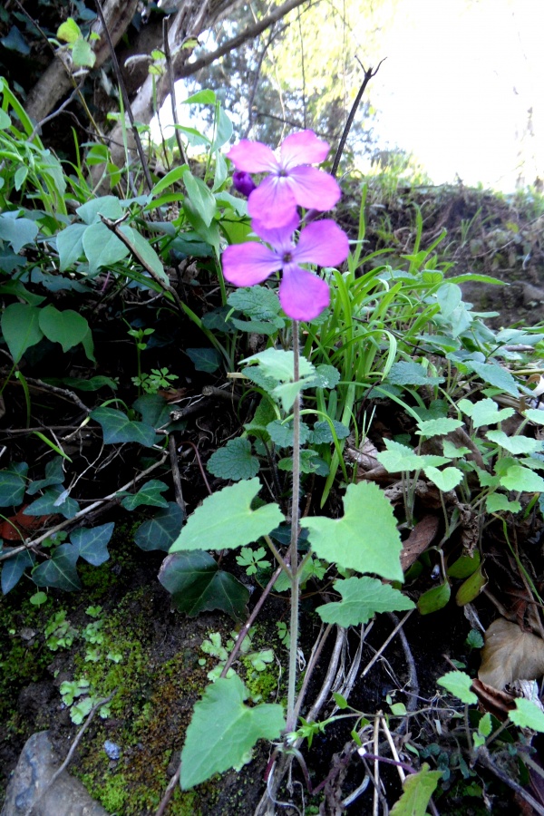 Photo Cervione - Une très jolie fleur de printemps (15)