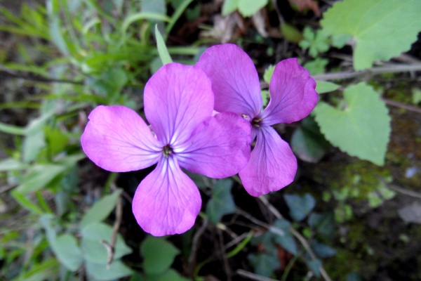 Photo Cervione - Une très jolie fleur de printemps (16)