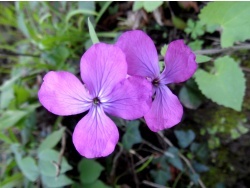 Photo faune et flore, Cervione - Une très jolie fleur de printemps (16)