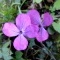 Photo Cervione - Une très jolie fleur de printemps (16)