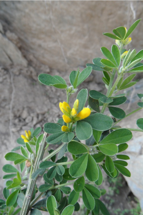 Photo Cervione - a cora ou a cura (Genet de Corse)