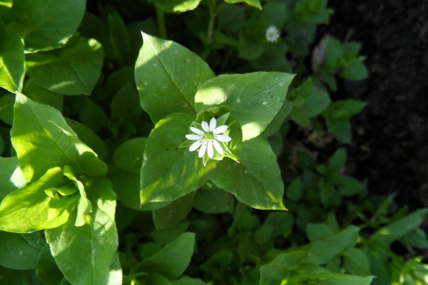 Photo Cervione - A sermura (mouron blanc)