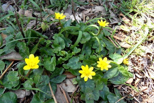 Photo Cervione - Cuglione di prete (Ficaire fausse renoncule)