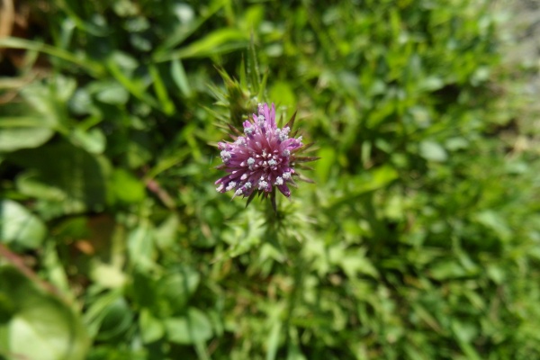 Photo Cervione - U Cardu (Chardon Marie) sur le point de fleurir