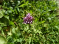 Photo faune et flore, Cervione - U Cardu (Chardon Marie) sur le point de fleurir