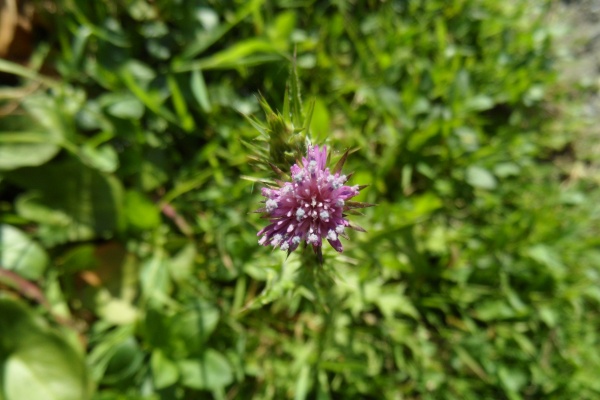 Photo Cervione - U Cardu (Chardon Marie) sur le point de fleurir