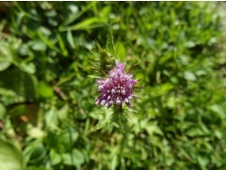 Photo faune et flore, Cervione - U Cardu (Chardon Marie) sur le point de fleurir