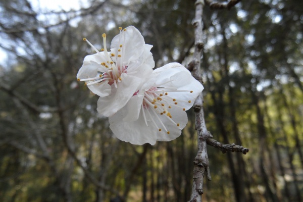 Photo Cervione - Fleurs d'abricotier