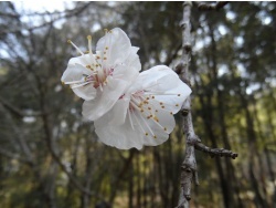 Photo faune et flore, Cervione - Fleurs d'abricotier
