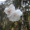 Photo Cervione - Fleurs d'abricotier