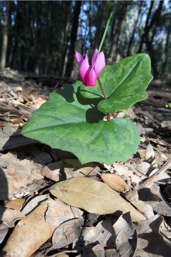 Photo Cervione - U cuccu, ou A fiore a pippa (Cyclamen étalé)