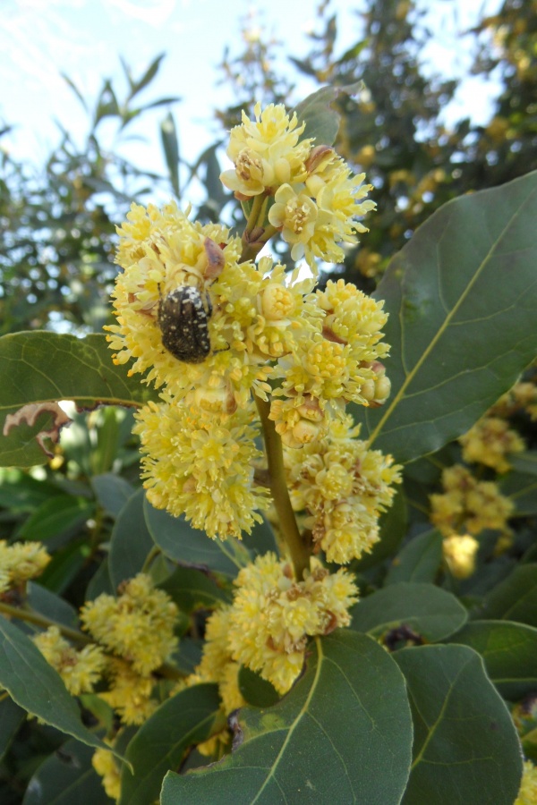 Photo Cervione - Òriufógliu (Laurier) (1)