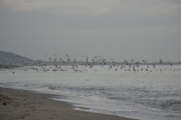 Photo Cervione - Cervione - le site NATURA 2000 - Dunes de Prunete-Caniccia(2)