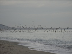 Photo paysage et monuments, Cervione - Cervione - le site NATURA 2000 - Dunes de Prunete-Caniccia(2)