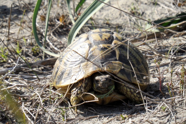 Photo Cervione - La tortue d'Hermman dans les Dunes de Prunete-Canniccia (1)