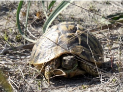 Photo faune et flore, Cervione - La tortue d'Hermman dans les Dunes de Prunete-Canniccia (1)