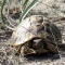 Photo Cervione - La tortue d'Hermman dans les Dunes de Prunete-Canniccia (1)