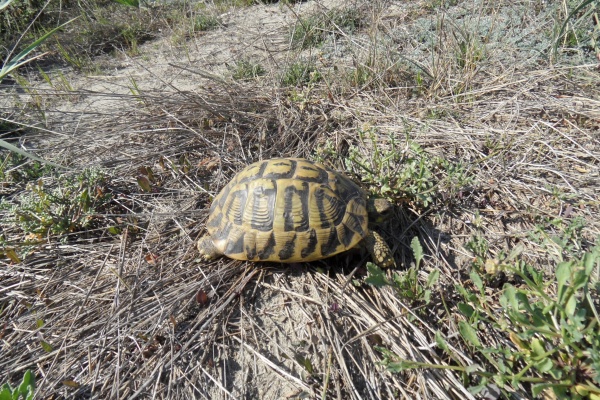 Photo Cervione - La tortue d'Hermman dans les Dunes de Prunete-Canniccia (2)