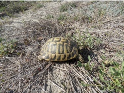 Photo faune et flore, Cervione - La tortue d'Hermman dans les Dunes de Prunete-Canniccia (2)
