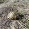 La tortue d'Hermman dans les Dunes de Prunete-Canniccia (2)