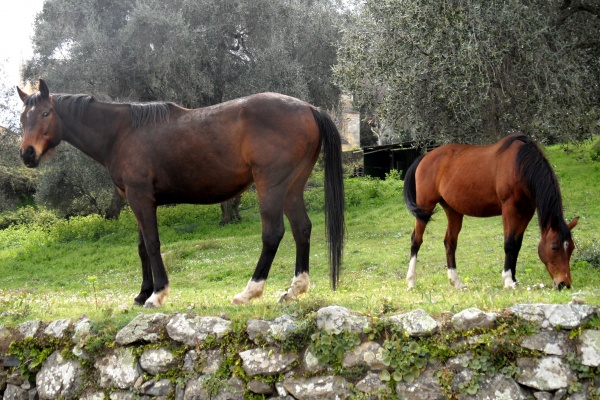 Photo Cervione - Des chevaux dans une oliveraie