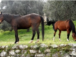 Photo faune et flore, Cervione - Des chevaux dans une oliveraie
