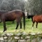 Des chevaux dans une oliveraie