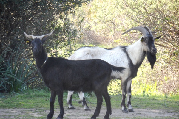 Photo Cervione - Les chèvres à proximité du site Dunes de Prunete-Canniccia