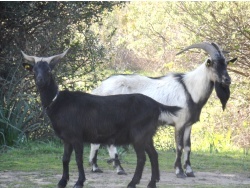 Photo faune et flore, Cervione - Les chèvres à proximité du site Dunes de Prunete-Canniccia
