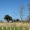 Photo Cervione - Peisage vu du Dunnes de Prunete-Canniccia  au 30.03.2012  (2)