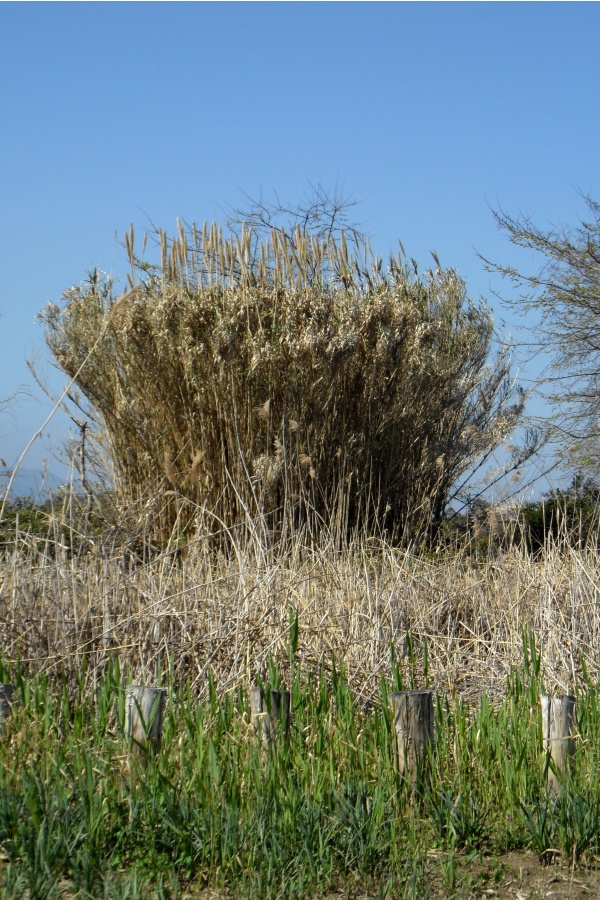 Photo Cervione - Peisage vu du Dunnes de Prunete-Canniccia  au 30.03.2012  (3)