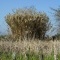 Peisage vu du Dunnes de Prunete-Canniccia  au 30.03.2012  (3)