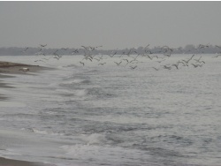 Photo paysage et monuments, Cervione - Cervione - le site NATURA 2000 - Dunes de Prunete-Caniccia(3)