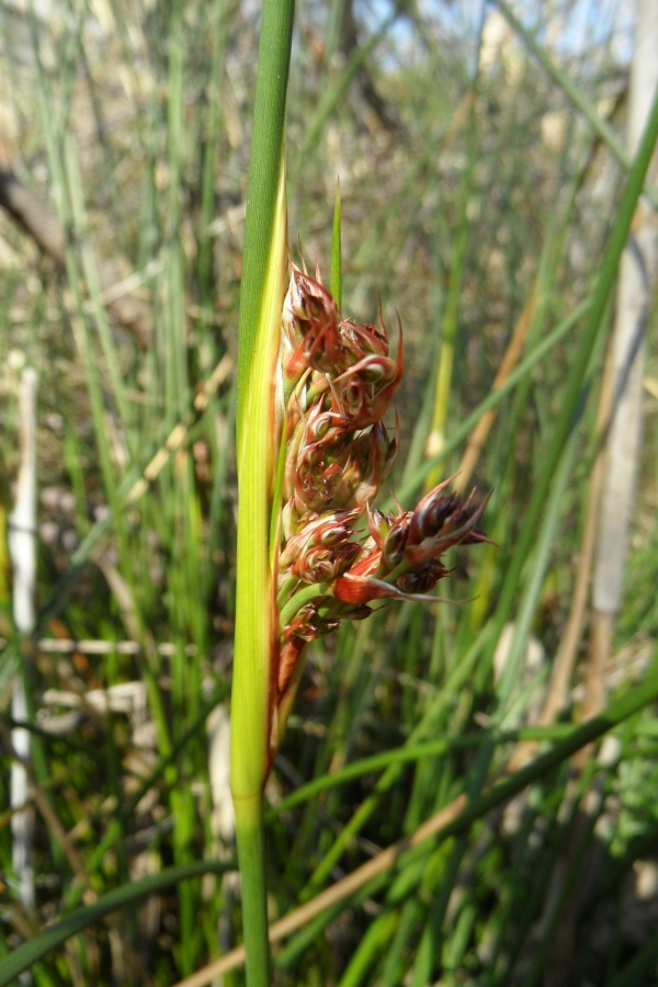 Photo Cervione - Jonc (detail d'inflorescence) - vu dans les Dunes de Prunete Canniccia (2)