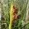 Photo Cervione - Jonc (detail d'inflorescence) - vu dans les Dunes de Prunete Canniccia (2)