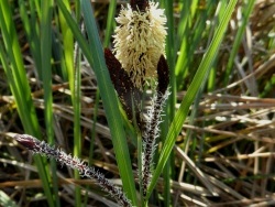 Photo faune et flore, Cervione - Roseau - vu dans les Dunes de Prunete Canniccia, au fin de mars 2012