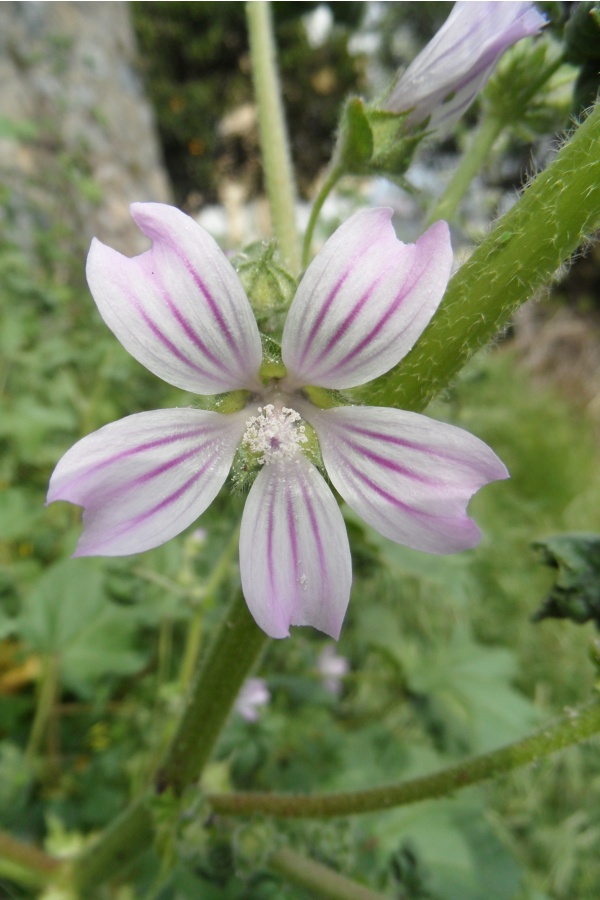 Photo Cervione - Grande Mauve ou Mauve sauvage (2)