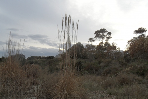 Photo Cervione - Cervione - le site NATURA 2000 - Dunes de Prunete-Caniccia(4)