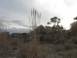 Photo paysage et monuments, Cervione - Cervione - le site NATURA 2000 - Dunes de Prunete-Caniccia(4)