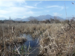 Photo paysage et monuments, Cervione - Cervione - le site NATURA 2000 - Dunes de Prunete-Caniccia(5)