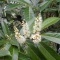 Photo Cervione - Laurier cerise (fleurs)