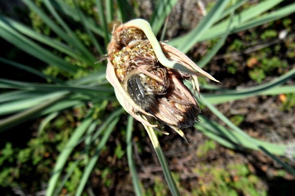 Photo Cervione - l'asphodele et l'insecte ...