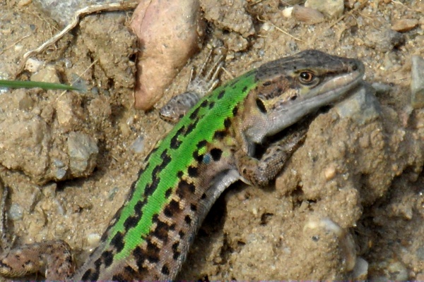 Photo Cervione - Un lézard ....