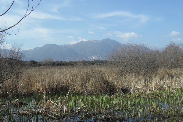 Photo Cervione - Cervione - le site NATURA 2000 - Dunes de Prunete-Caniccia(6)