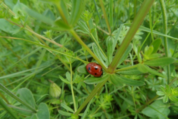 Photo Cervione - ...et une coccinelle mignone dans un beau jour de debut d'Avril