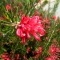 Photo Cervione - Une enorme boule de fleurs rouge - detail