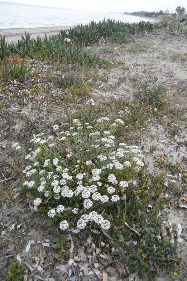 Photo Cervione - Des petites boules de fleurs blanche sur le sable (1)