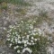 Photo Cervione - Des petites boules de fleurs blanche sur le sable (1)