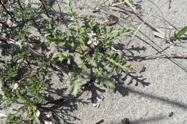 Photo Cervione - Des fleurs d'avril pousees dans le sable de la plage (1)
